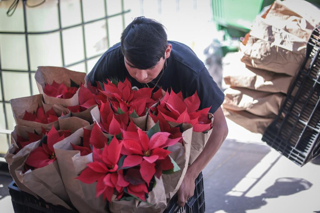 Realizan productores de Xochimilco gran venta de flor de nochebuena en el  Zócalo Capitalino